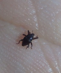 Trigonopterus