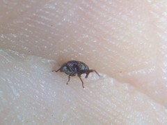 Trigonopterus