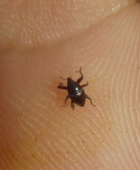 Trigonopterus