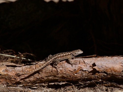 iNaturalist observation photo of Western Fence Lizard
