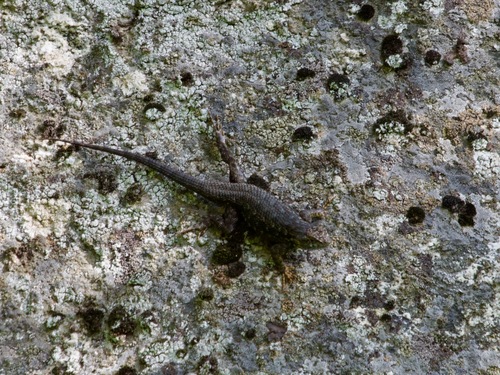 iNaturalist observation photo of Western Fence Lizard