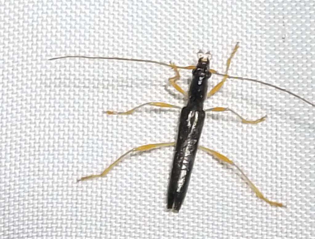 Psyrassa graciliatra
