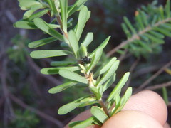 Trigonopterus
