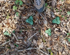 Trillium decumbens