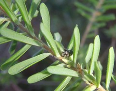 Trigonopterus