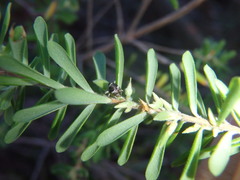 Trigonopterus