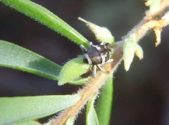 Trigonopterus