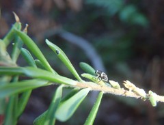 Trigonopterus