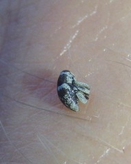 Trigonopterus