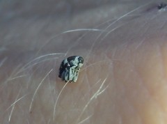 Trigonopterus