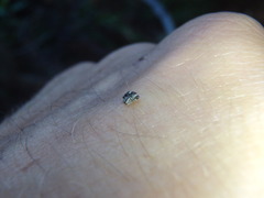Trigonopterus