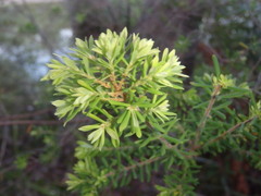 Styphelia margarodes