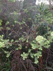 Styphelia margarodes
