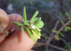 Styphelia margarodes