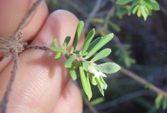 Styphelia margarodes