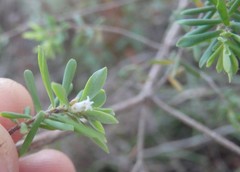 Styphelia margarodes