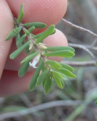 Styphelia margarodes