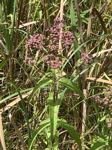 Eupatorium perfoliatum