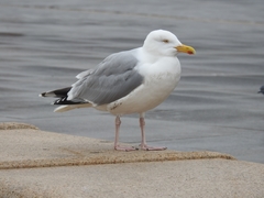 Larus argentatus