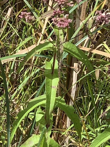 Eupatorium perfoliatum