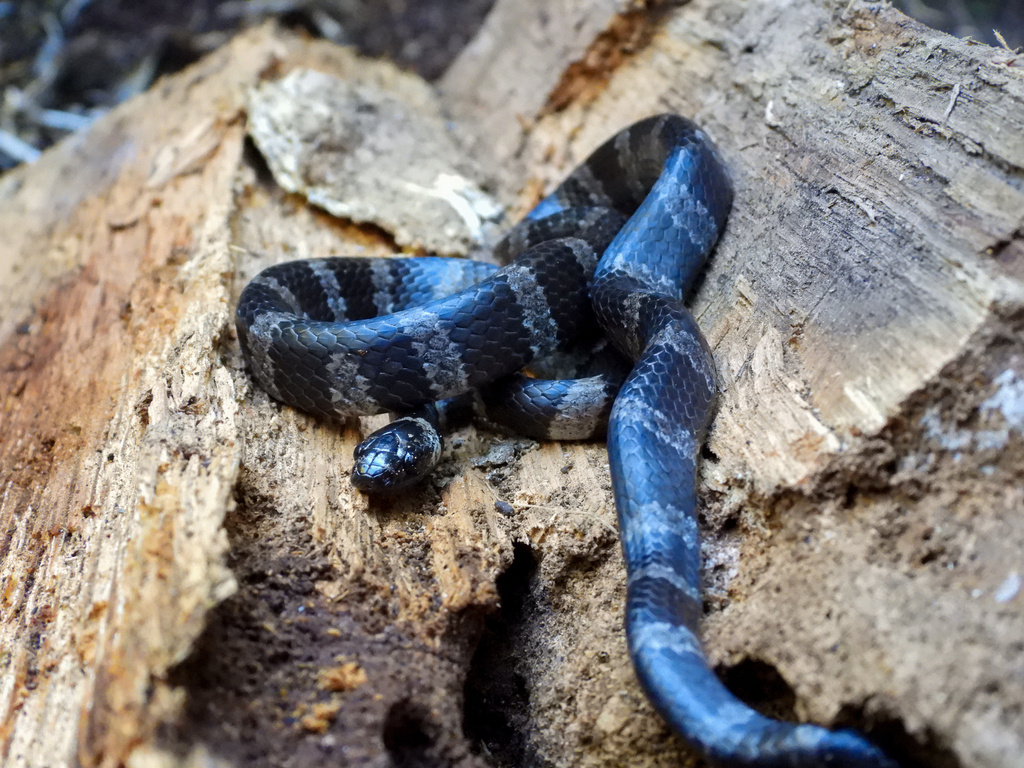 Fischer's SnailEating Snake from Tapalapa, Chis., MX on September 19