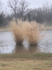 Poaceae