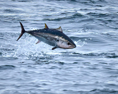 Pacific Bluefin Tuna photo 2