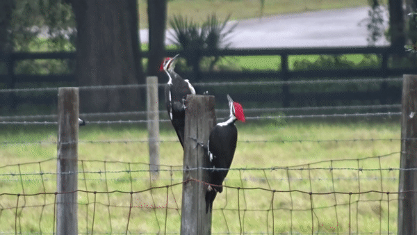 Pileated Woodpecker (Dryocopus pileatus)