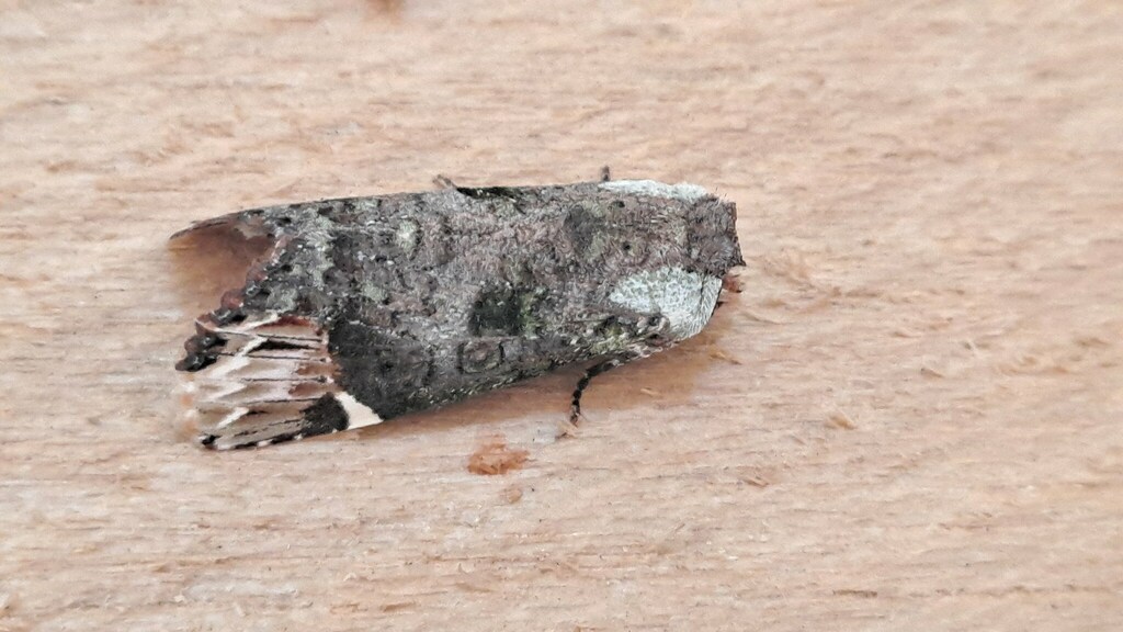 Pseudozalissa bella (Pseudozalissa bella)