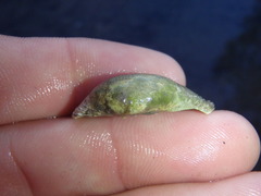 Irus crenatus