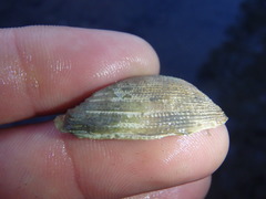Irus crenatus