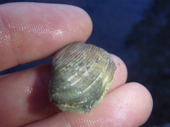 Irus crenatus