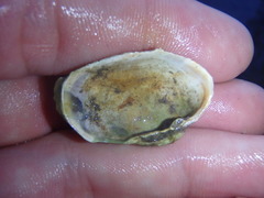 Irus crenatus