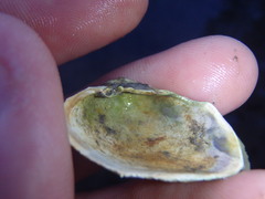 Irus crenatus