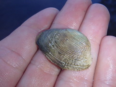 Irus crenatus