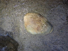 Irus crenatus