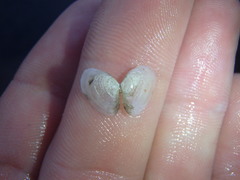 Macomona deltoidalis