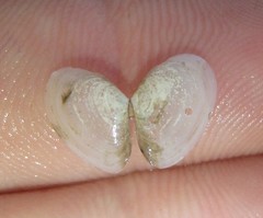 Macomona deltoidalis