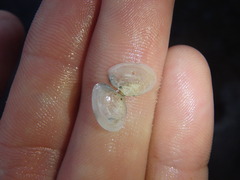 Macomona deltoidalis