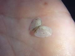 Macomona deltoidalis