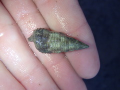 Batillaria australis