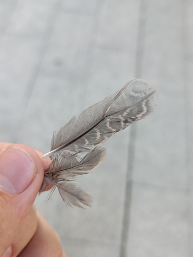 Plume de Caille des blés