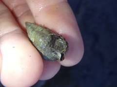 Batillaria australis