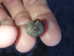 Batillaria australis