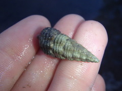 Batillaria australis