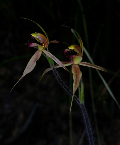 Image of Caladenia clavigera by (c) Peter Crowcroft, some rights reserved (CC BY)