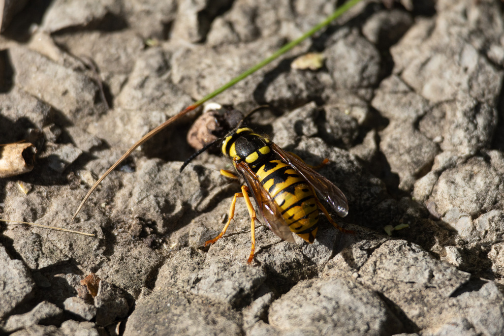 Prairie Yellowjacket from Sunridge, Lethbridge, AB, Canada on September ...