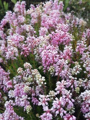 Erica spiculifolia