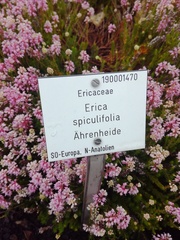 Erica spiculifolia