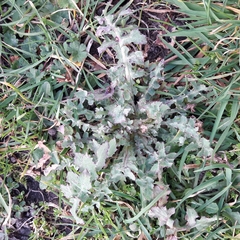 Sonchus oleraceus